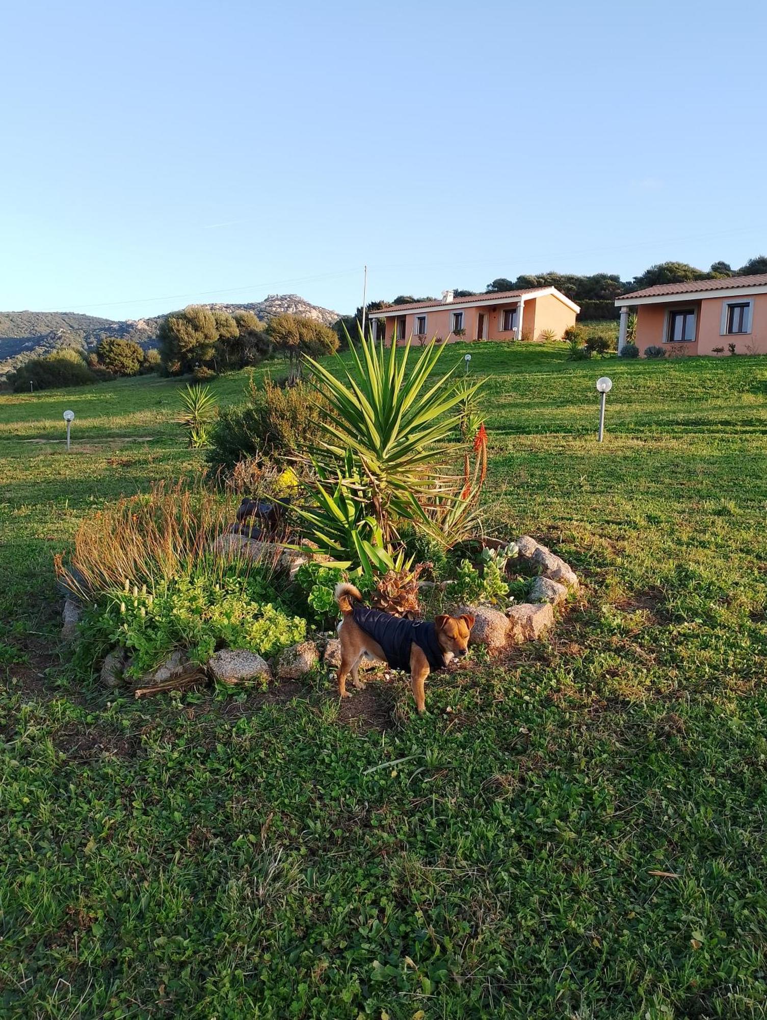 Agriturismo Gli Olivastri Appartamento Corbezzolo Con Piscina E Vista Mare,Climatizzatore,Wifi Aglientu Luaran gambar